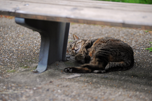 Котовторник 1.11.11