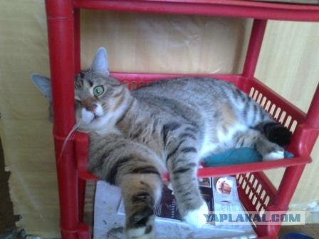 КОТОВТОРНИК (6.03.2012)