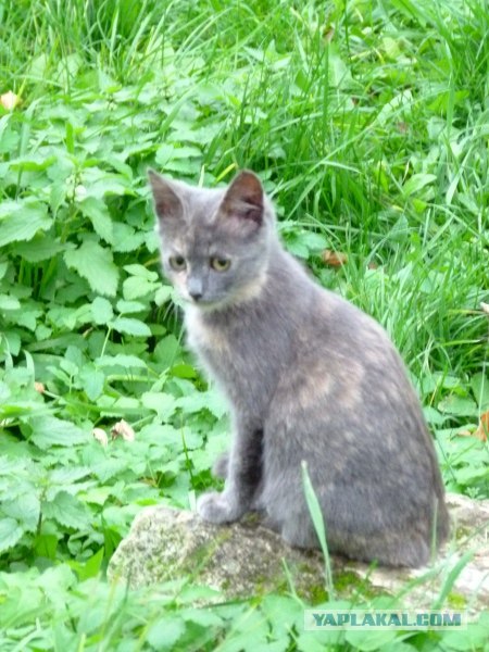 Котовторник ( 23.10. 2012. )