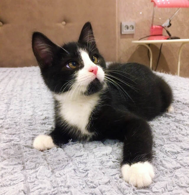 Забавные фото котеек