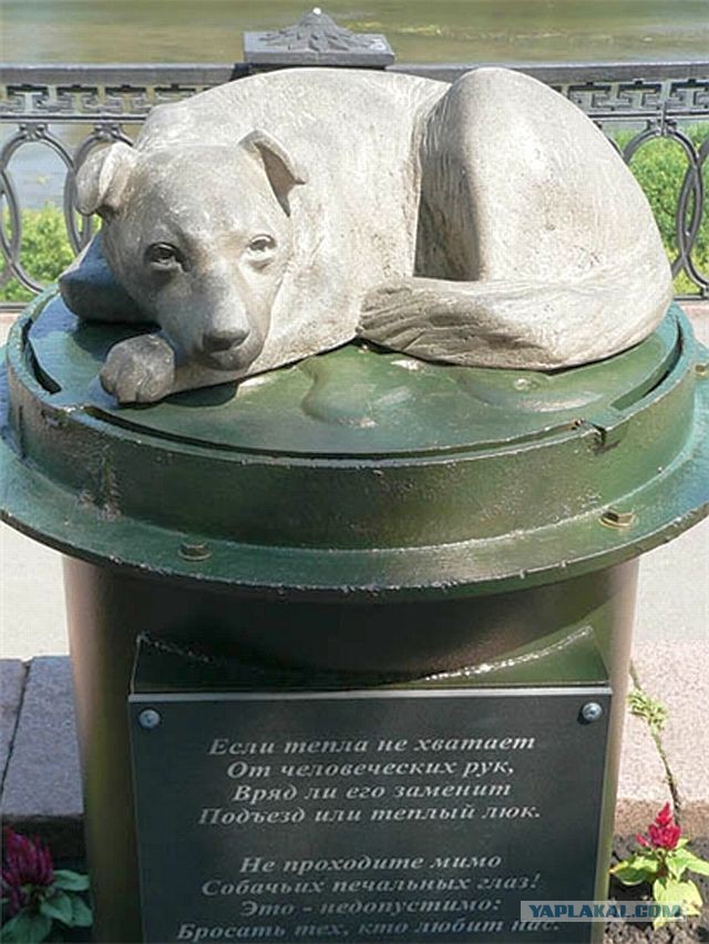 В Подмосковье волонтеры лечат от ожогов бездомного песеля, который спас несколько человек из пожара