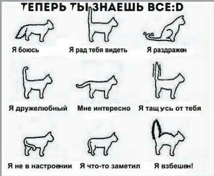 Самарская кошка два месяца ждет своих хозяев на одном месте