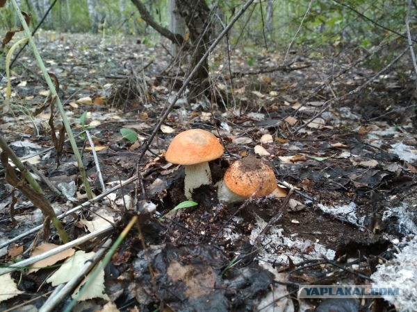 Грибной пост