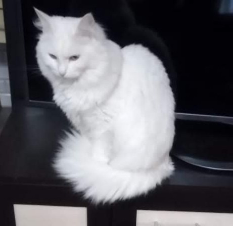 Новый член семьи