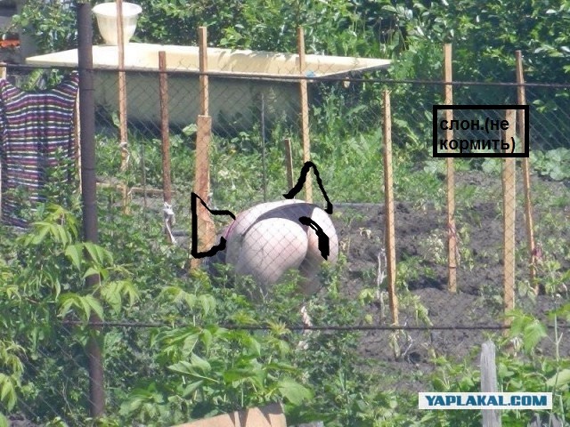 Что говорят мужчины о пышных женщинах