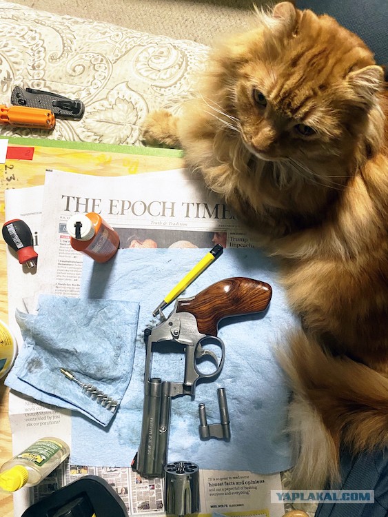 Расчехляем гладильники! - норвежский лесной уже тут