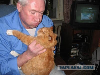 Находчивый кот