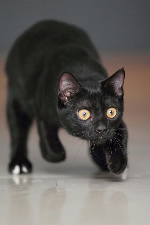 Которник