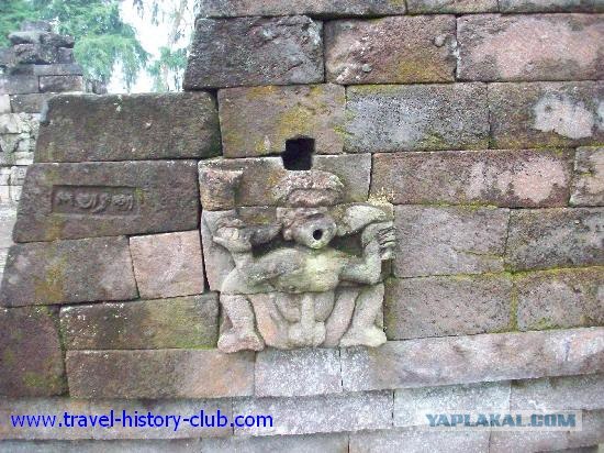 Они живут только 40 лет