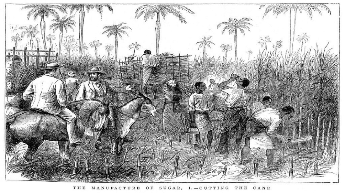 Рубщик сахарного тростника 8. Хлопковые плантации в Индии 19 века. Рабство в США 19 век на плантациях хлопка. Гаити плантации кофе 17 век век. Рабовладельческие плантации США 19 век.
