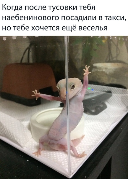 Приколы (баяны)