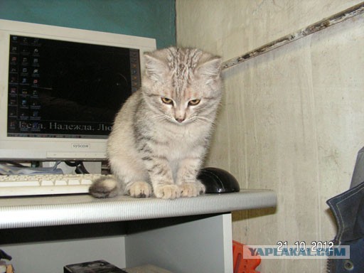 Коты-работяги
