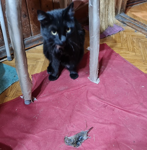 Затравка перед котовторником