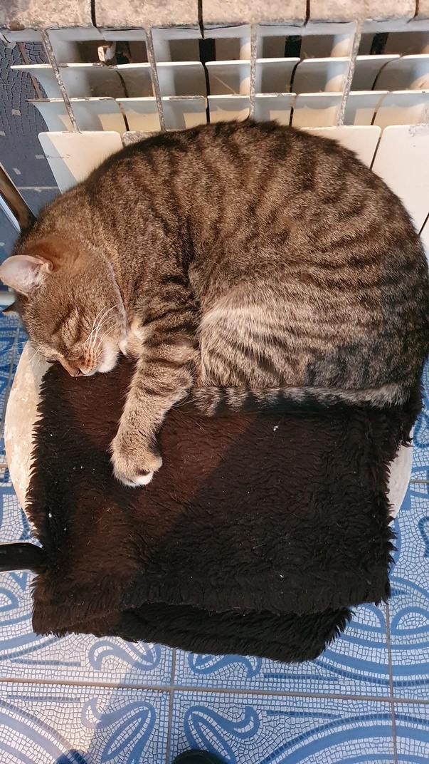 Котовторник уже пришёл?