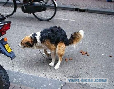 Догхантеров хотят сажать на три года