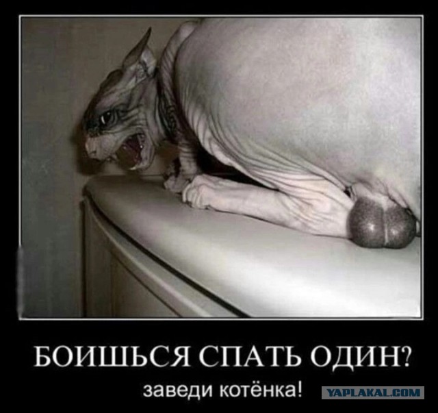 Так себе картинки 23.10.24