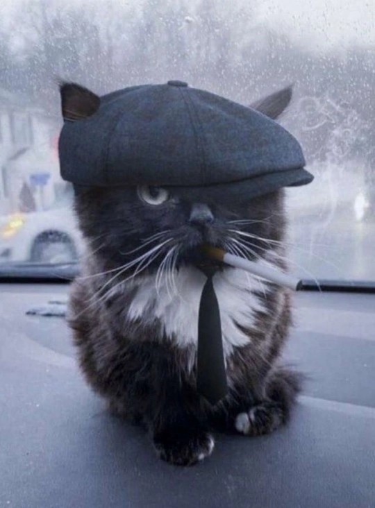 С котовторником!
