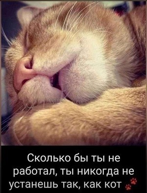 Приходишь после работы домой без сил, а там кот уставший больше тебя