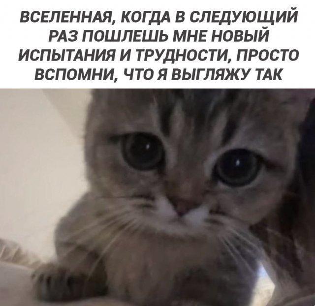 Веселых картинок вам в ленту