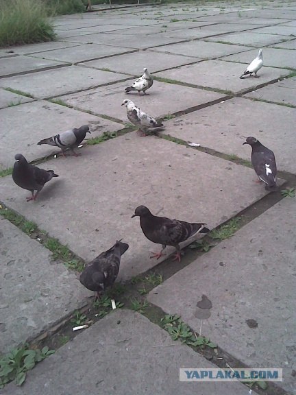 Фото с Nokia 6288