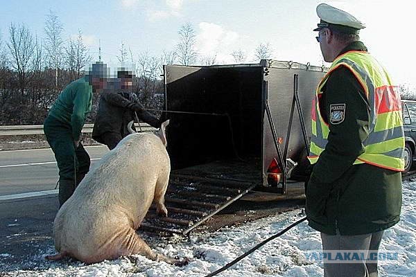 Для тех кто думает что милиция младенцы