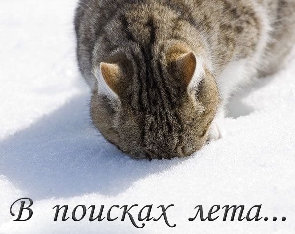 Не про олимпиаду