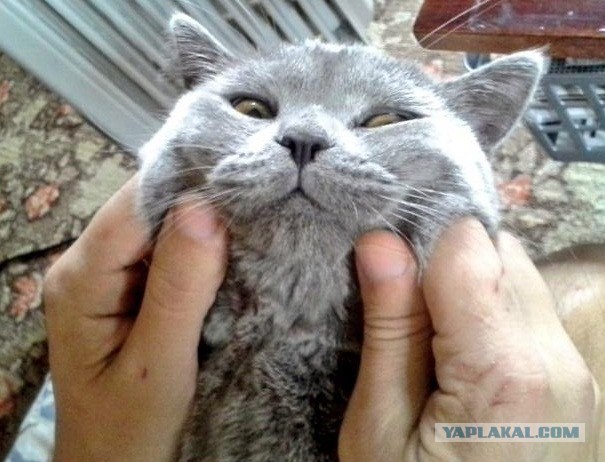 Котовторник 18.03.2014