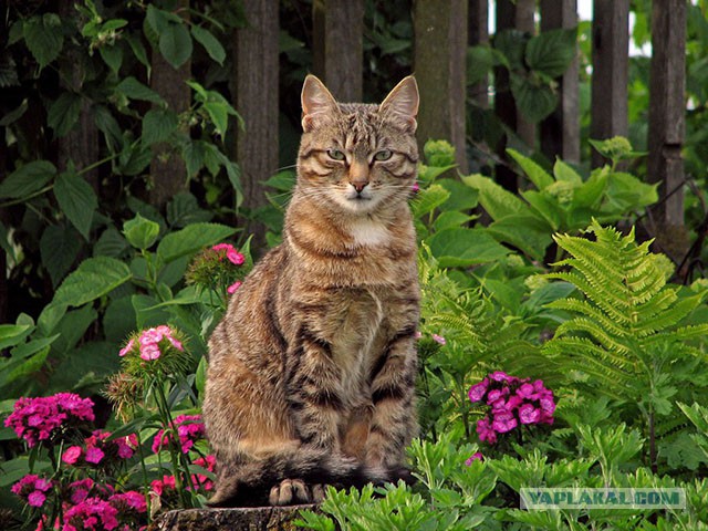 Завидую своему коту