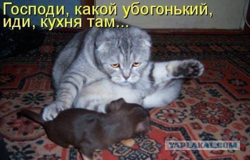 Коты и собаки
