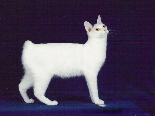 Курильская котяра Соня