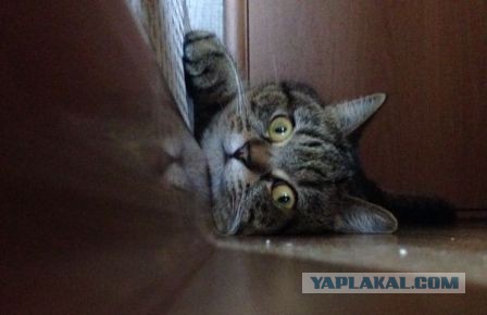 Котовторник 26.08.14.