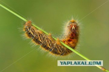 Плюсомет со шпалометом