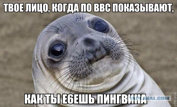 Изнасилование пингвинов морскими котиками