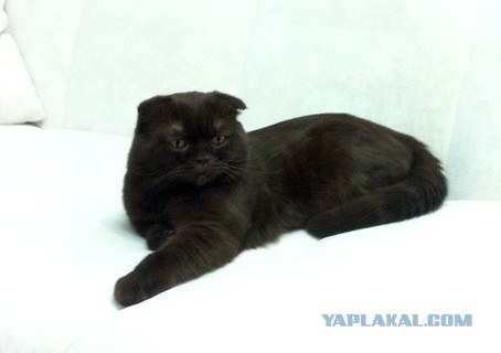 Котовторник 9.12.2014