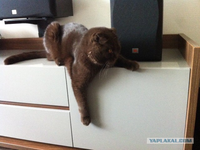 Котовторник