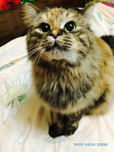 Котовторник 07 04 2015