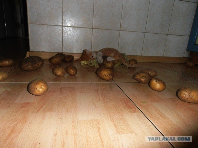 Любителям поднять срач