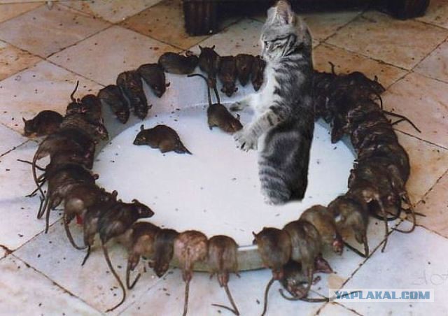 Кот Вася