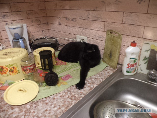 Аквариум для кота