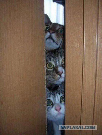 14 кошачьих неприятностей