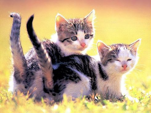 Коты, кошки, котята