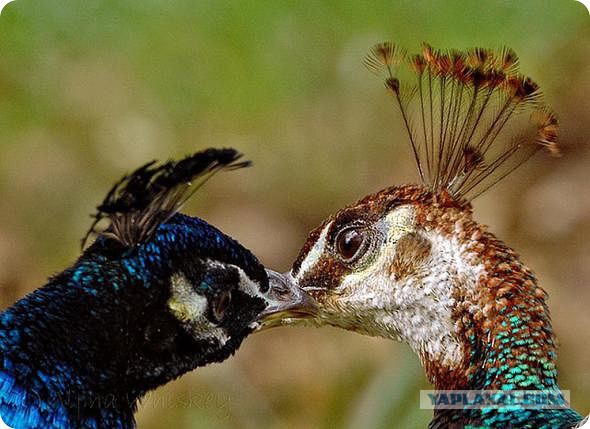 Эти глаза напротив. Калейдоскоп.