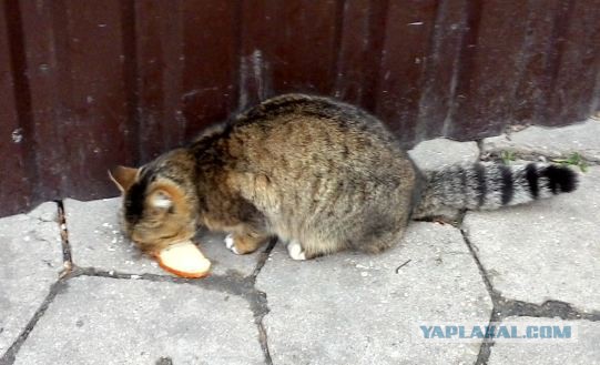Котовторник 06.09.2016