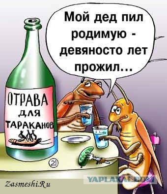 Куда ушел таракан?