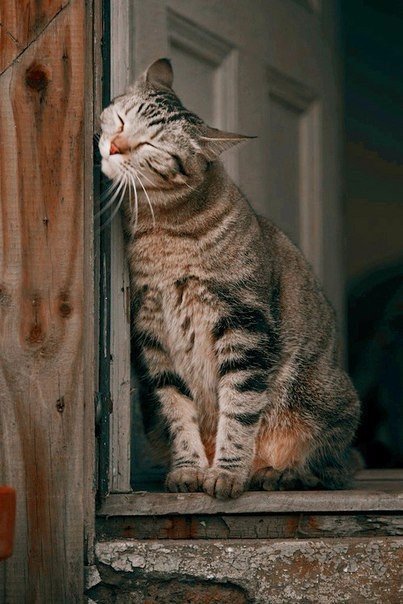 Коты из сети