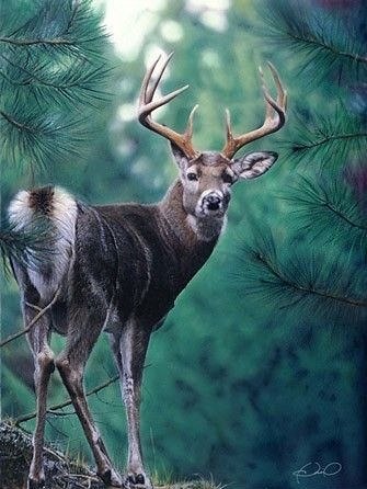 Самые смешные животные