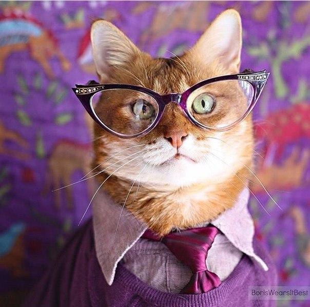Коты и Кошки