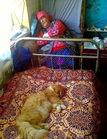 Котовторник