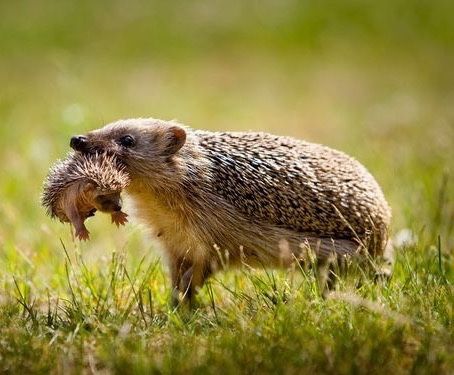 Финалисты самого смешного фотоконкурса в природе — Comedy Wildlife Awards 2017