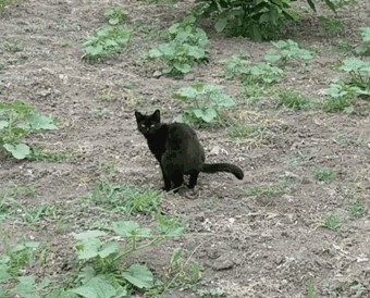 Котофото, сделанные в нужный момент